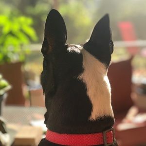 Meet your Posher, Shelley